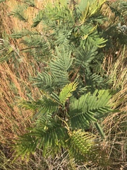 Acacia decurrens