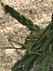 Neobarrettia spinosa