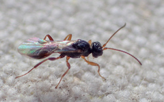 Euphorinae