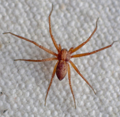 Philodromus rufus pacificus