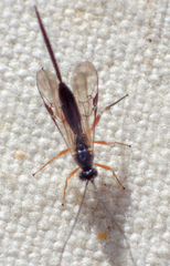 Earinus limitaris