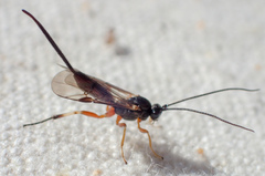 Earinus limitaris