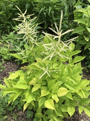 Aruncus dioicus