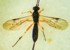 Earinus limitaris