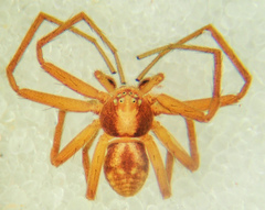 Philodromus rufus pacificus