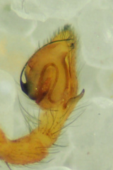 Philodromus rufus pacificus