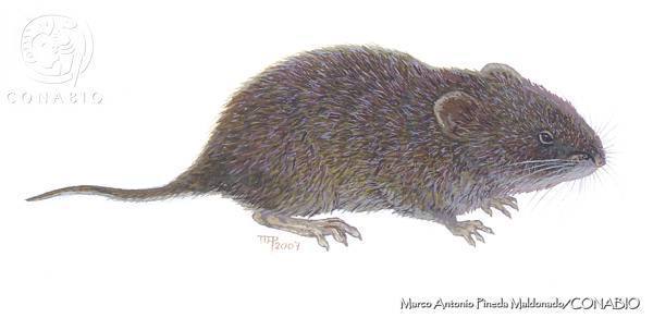 Guatemalan Vole