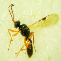 Euphorinae