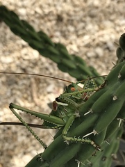 Neobarrettia spinosa