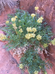 Lomatium latilobum