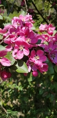 Malus purpurea