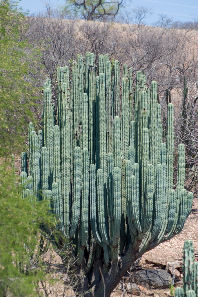 Pachycereus weberi (Pachycereus weberi)
