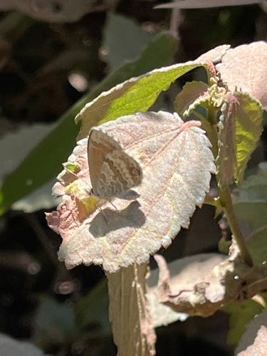 Harpendyreus marungensis