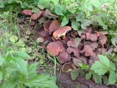 Fungi