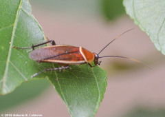 Pseudomops septentrionalis