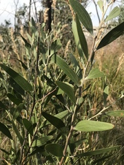 Acacia melanoxylon