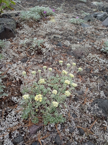 Image of Artemisia glomerata by (c) Надежда Циркова, some rights reserved (CC BY)