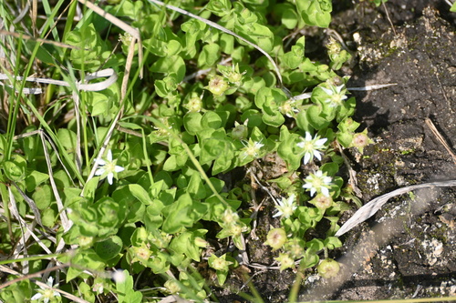 Image of Wilhelmsia physodes by (c) Syd Cannings, some rights reserved (CC BY)