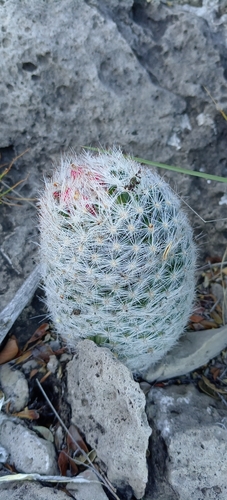 Image of Big Bend Foxtail Cactus (Escobaria dasyacantha) by (c) Humberto Gonzalez Salas, some rights reserved (CC BY)