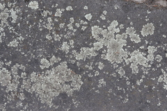 Xanthoparmelia scabrosa