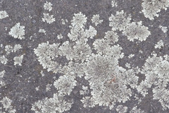 Xanthoparmelia scabrosa