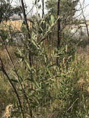 Acacia melanoxylon