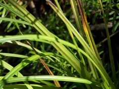 Carex bermudiana