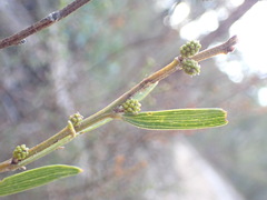 Acacia lanigera (Acacia lanigera)