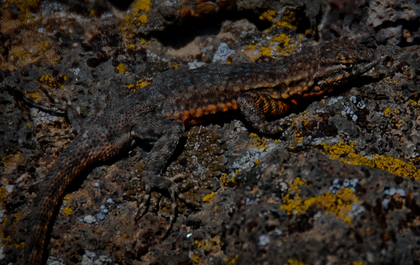 Common Sideblotched Lizard (Idaho Reptiles) · iNaturalist