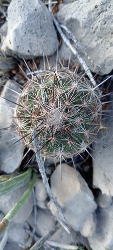 Coryphantha delaetiana