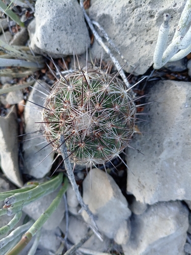 Coryphantha delaetiana