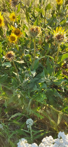 Image of Helianthella uniflora by (c) Ben Meredyk, some rights reserved (CC BY)
