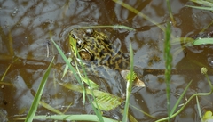 Lithobates septentrionalis