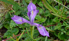 Iris tenax