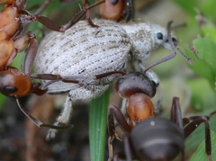 Philopedon plagiatum