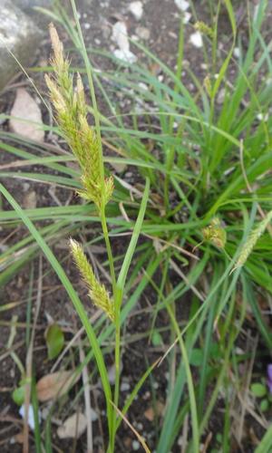 Image of Carex bermudiana by (c) Alison Copeland, some rights reserved (CC BY)