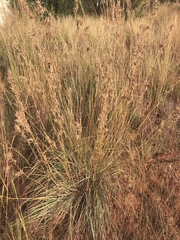 Cymbopogon pospischilii