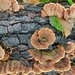 Bracket Fungi - Photo (c) Davide Puddu, some rights reserved (CC BY-NC), uploaded by Davide Puddu