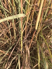 Cymbopogon pospischilii