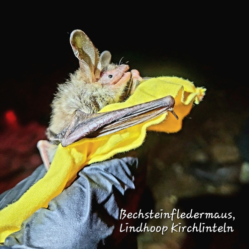 Bechstein's bat
