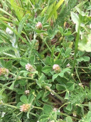 Trifolium striatum