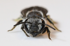 Megachile exilis