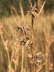 Cymbopogon pospischilii