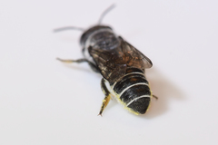Megachile exilis