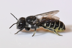 Megachile exilis