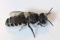 Megachile exilis