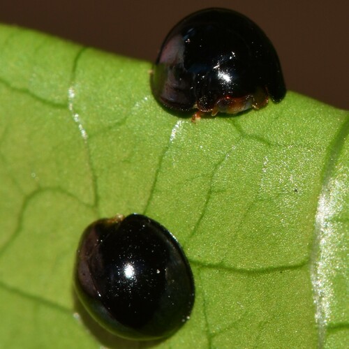 Malaysian Ladybird photographed in Hawaii