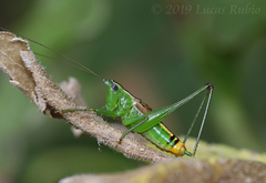 Conocephalus ochrotelus