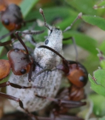 Philopedon plagiatum