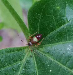Closterotomus biclavatus